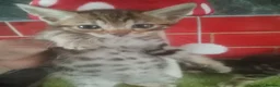 Bengal cats for sale: Bengal kittens  in Peterborough - Advert 25
