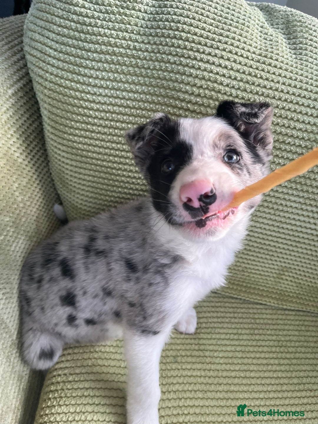 Border Collie dogs for sale: Working bloodline Blue merle pup - Advert 7
