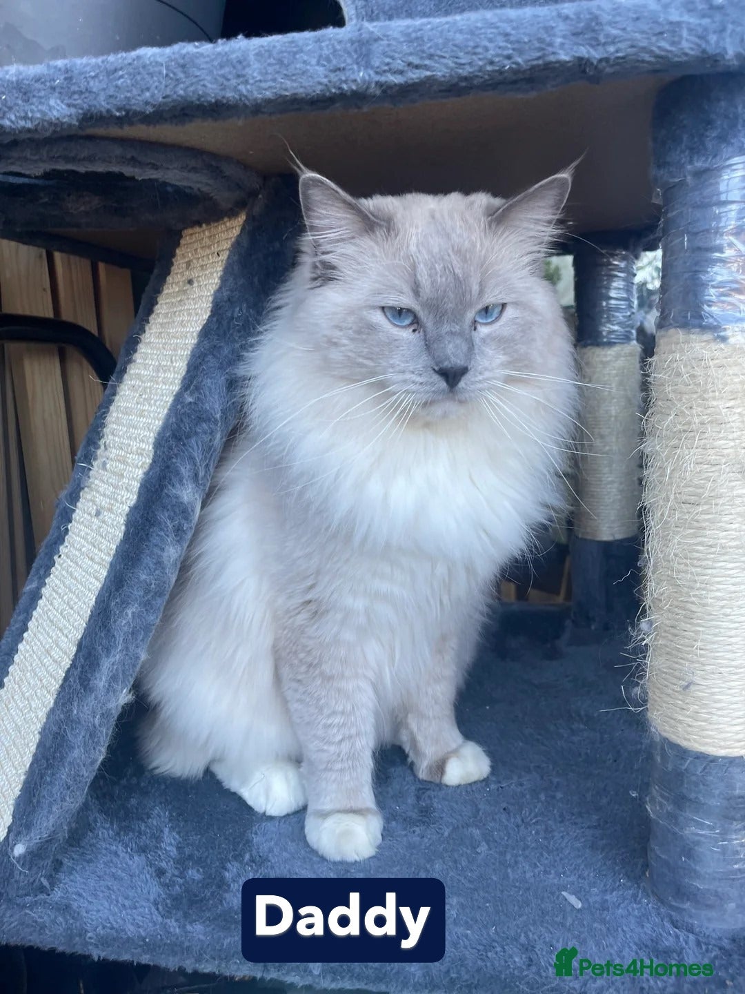 Ragdoll cats for sale: Adorable Ragdoll Boy for Sale - East London - Image 10