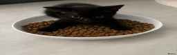 Mixed Breed cats for sale: 8 happy healthy kittens - Advert 3