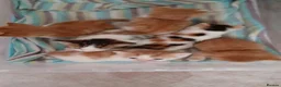 Mixed Breed cats for sale: 5 kittens for sale  in Nuneaton - Advert 6