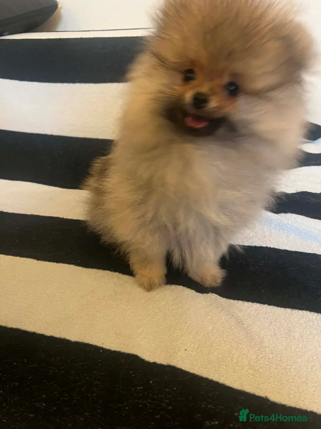 Pomeranian dogs for sale: Russian bloodline pomeranian Kc registered  - Advert 31