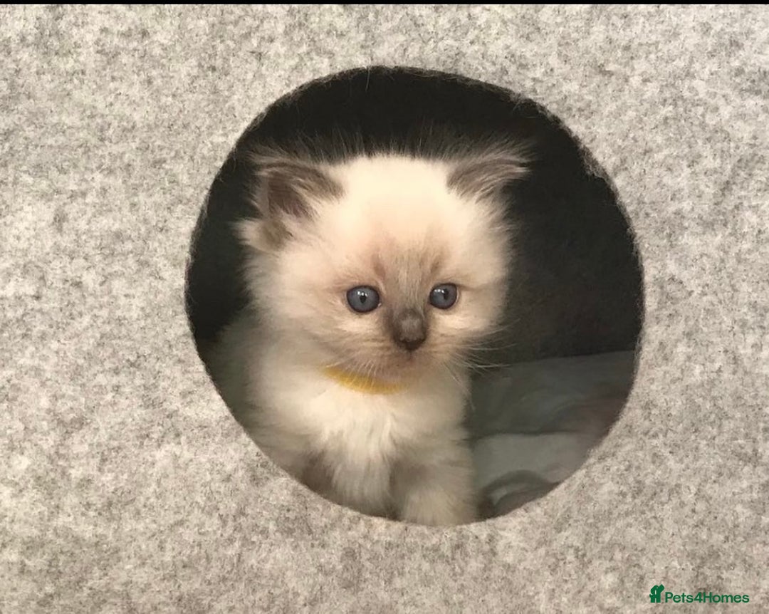 Ragdoll cats for sale: 🐾 GCCF Pedigree ragdolls🐾 - Image 3