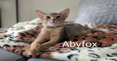 Abyssinian cats in Ruislip - Advert 10
