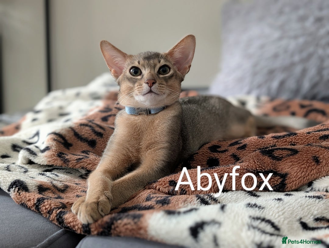 Abyssinian cats for sale: LAST BOY🩵💙 Super AFFECTIONATE🩵💙 NEUTERED 🩵 in Ruislip - Image 5