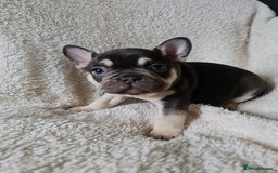 French Bulldog dogs for sale: Betty  - Image 3