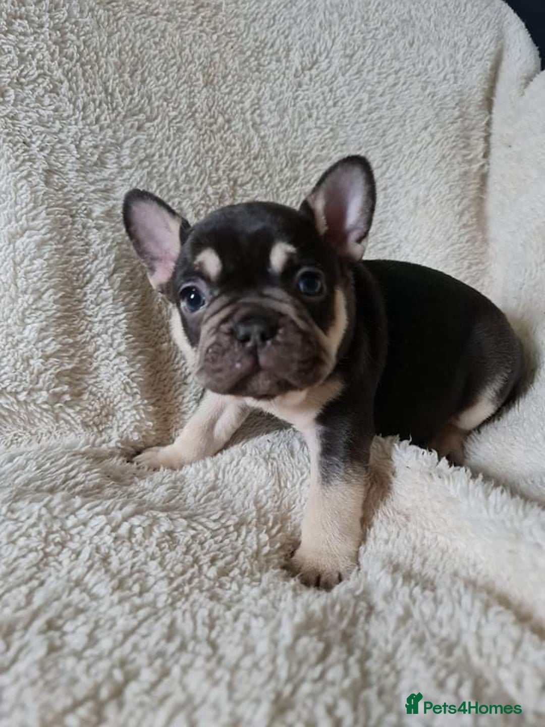 French Bulldog dogs for sale: Betty  - Image 3