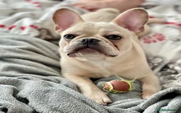French Bulldog dogs for stud: 🌟🔥LILAC PLATINUM KC REG FRENCH BULLDOG STUD🔥🌟 in Uxbridge - Image 24