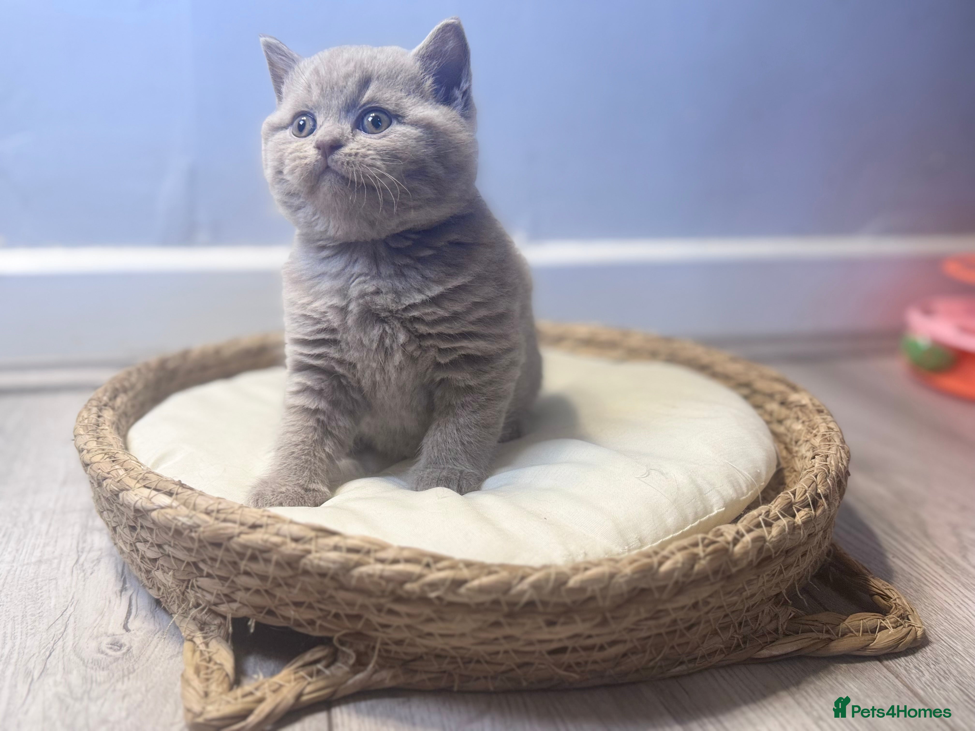 British Shorthair cats 🐾100% pedigree GCCF reg BSH Kittens  - Advert 15