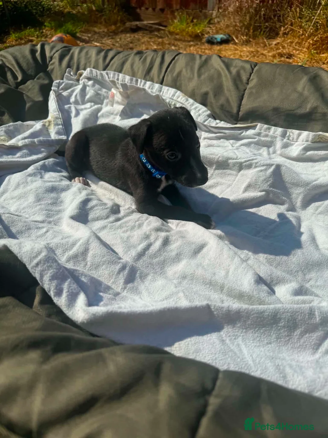 Lurcher dogs for sale: LURCHER PUPPIES  - Advert 1