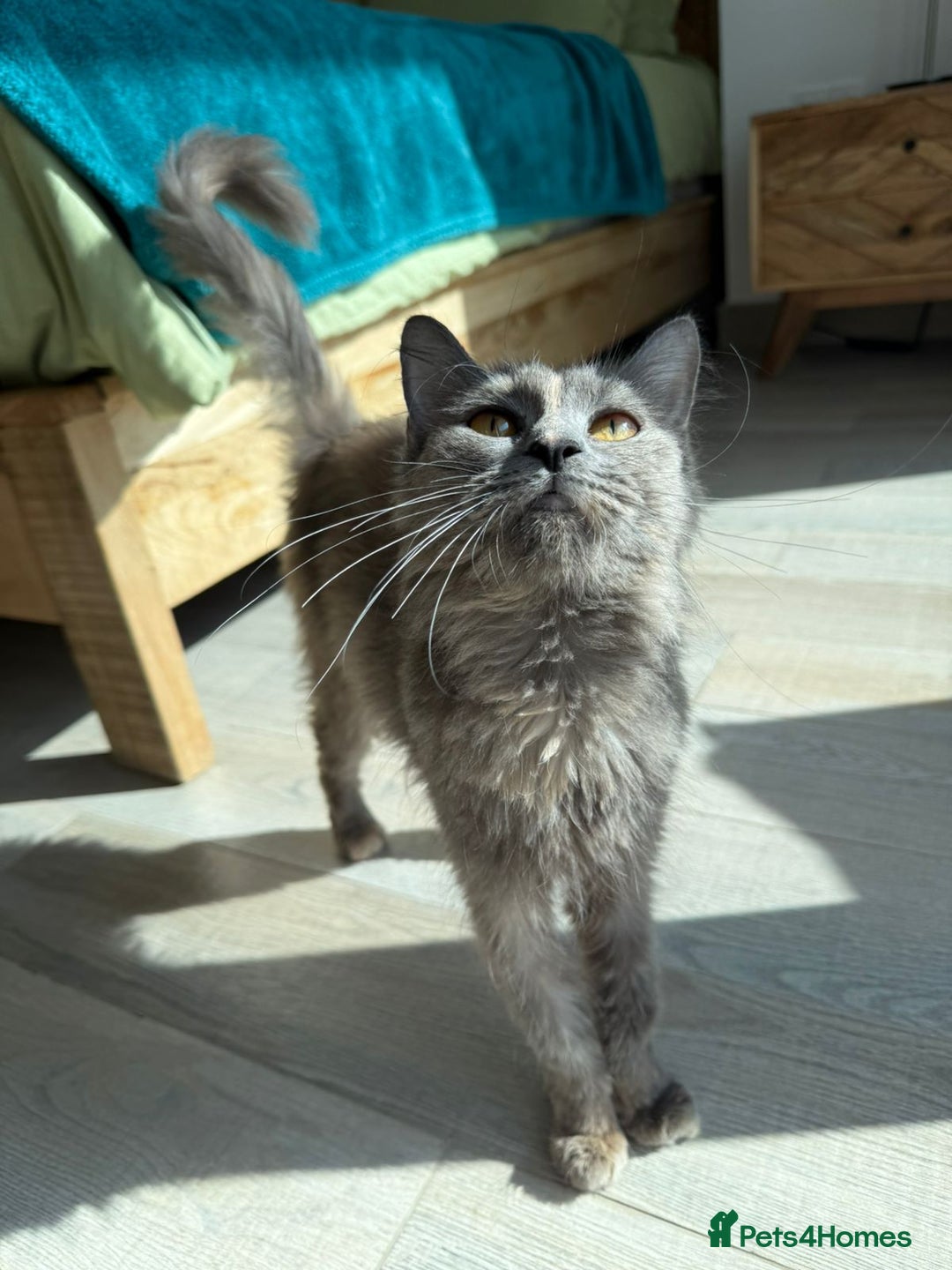 Mixed Breed cats for adoption: LILLI MIC PERSIAN GIRL SPAYED CALM AFFECTIONATE  - Advert 3