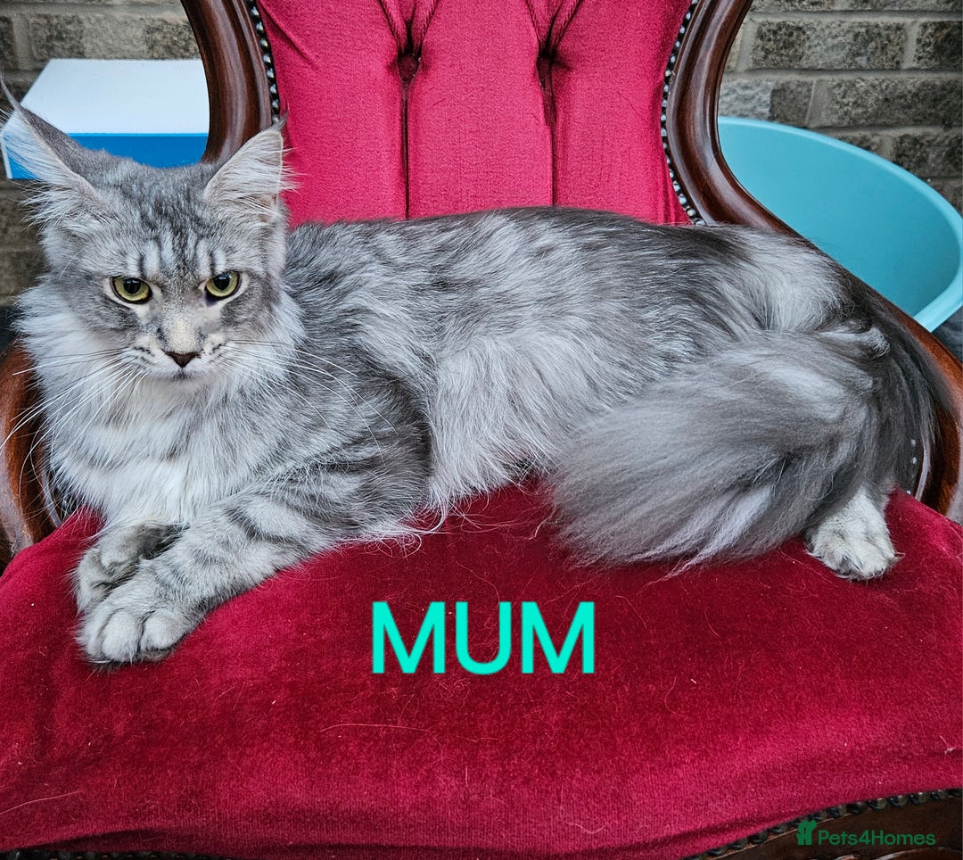 Maine Coon cats for sale: HIGH SILVER EHITE  GIRL ✨TICA REG BREEDER - Image 13