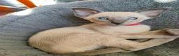 Siamese cats for sale: Gorgeous Siamese kittens!!! - Advert 6