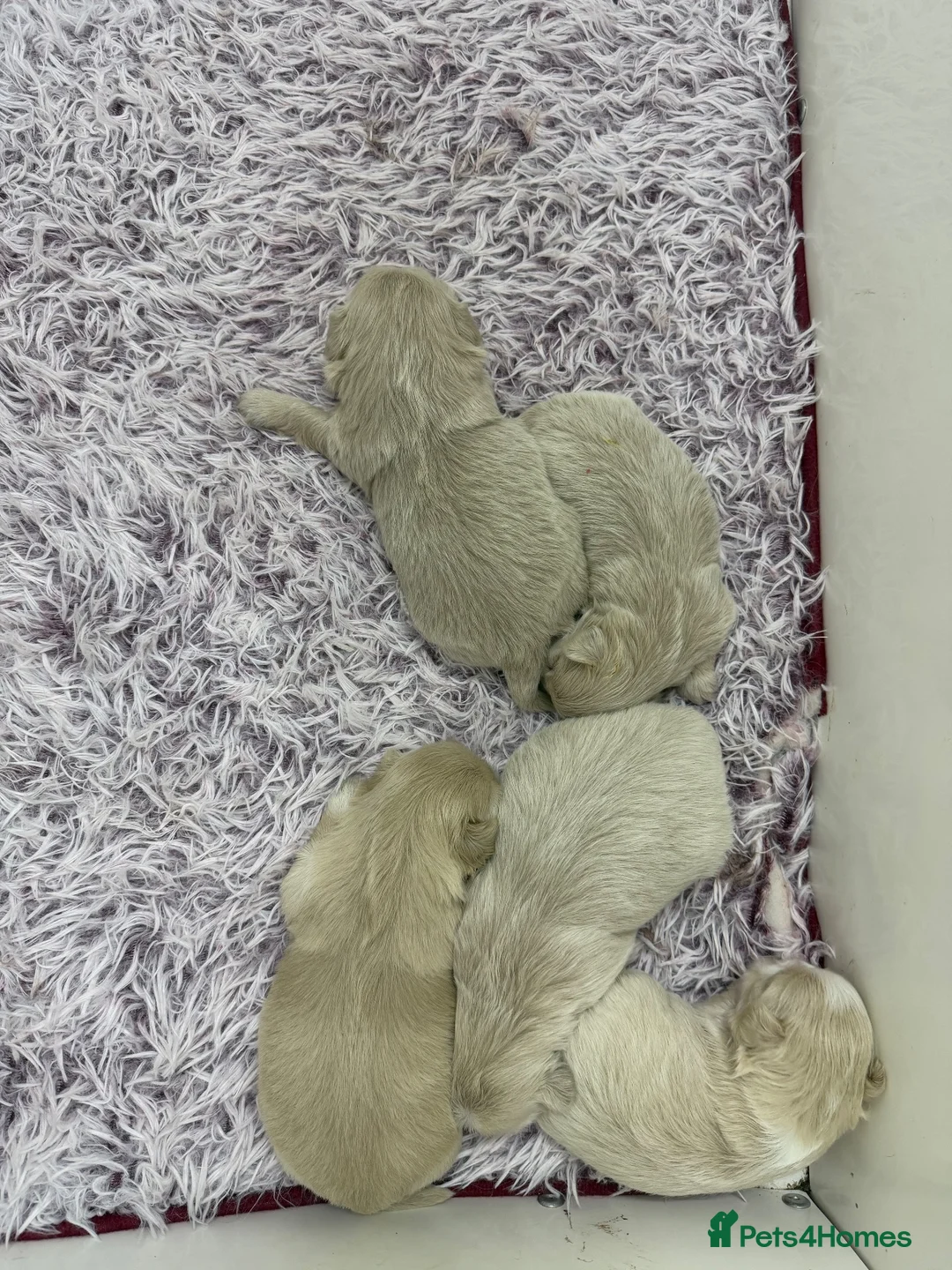 Shih Tzu dogs for sale: Stunning shihtzus  - Advert 3