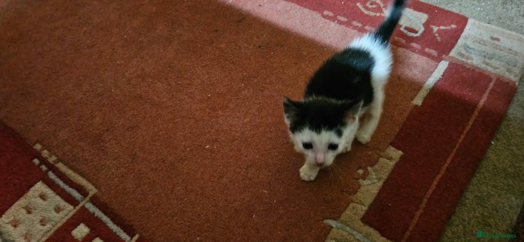 Mixed Breed cats for sale: Kittens - Advert 7