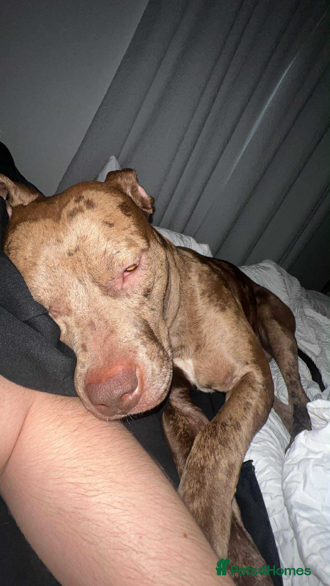 Mixed Breed dogs for sale: American bulldog cross  - Advert 3