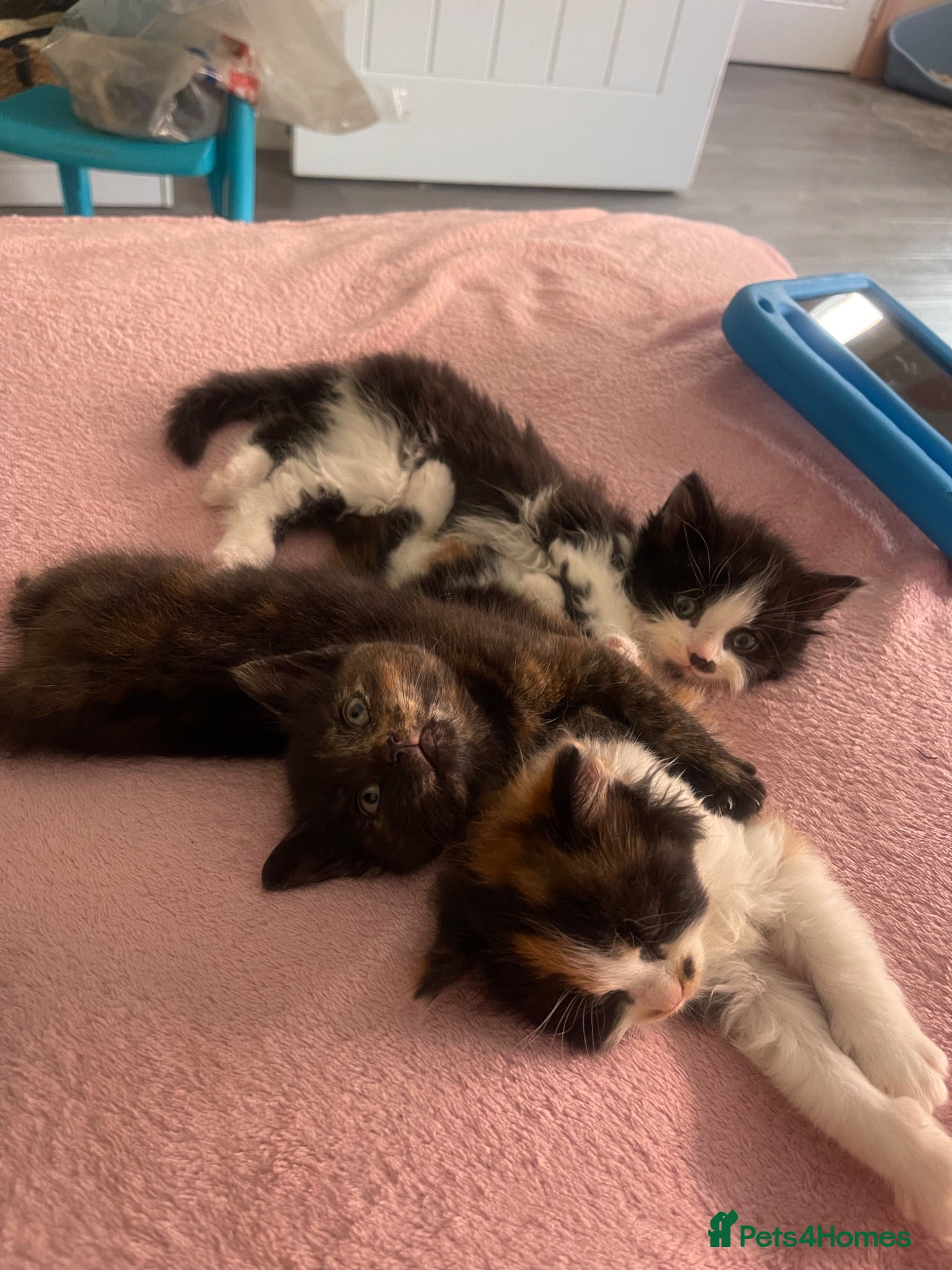 Mixed Breed cats Kittens  - Advert 2