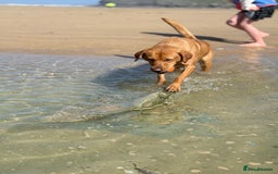 Labrador Retriever dogs for sale: Fox Red Labrador Pup's - Expressions of Interest - Advert 4