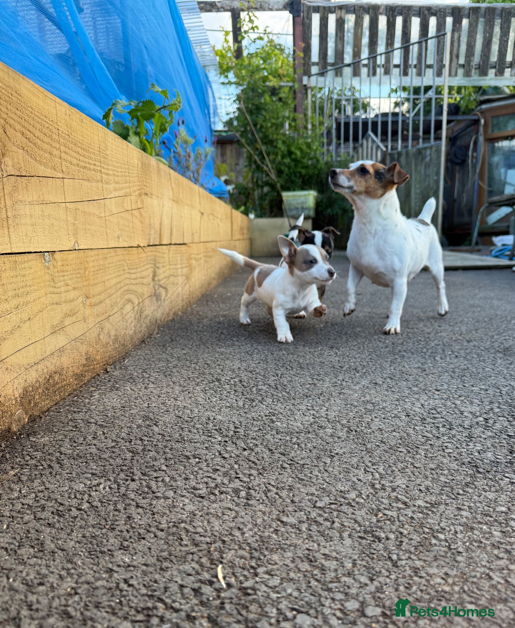 Jack Russell dogs for sale: ‘Naughty’ Jack Russell Pups  in Kilgetty - Advert 10