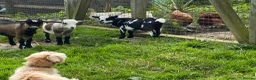 Goats livestock for sale: pygmy goats in Deeside - Advert 7