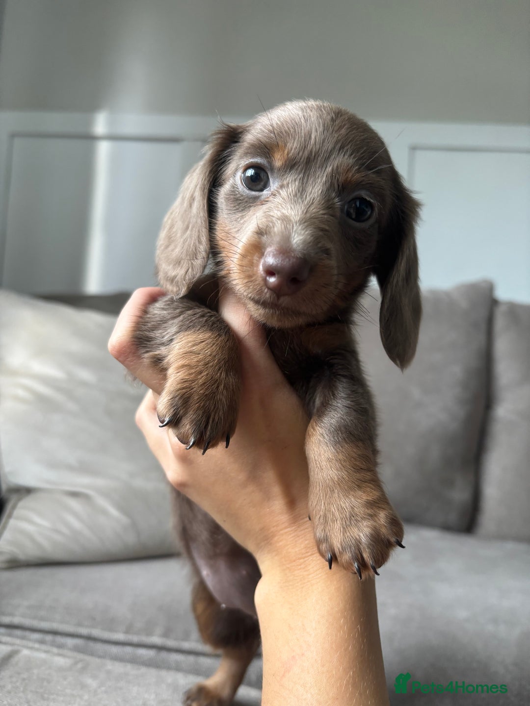 Miniature Dachshund dogs for sale: Isabella tan✨READY TO LEAVE - Image 8