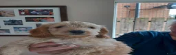 Cockapoo dogs for sale: Show class litter of 7 cockerpoo puppies - Advert 7
