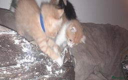 Sphynx cats for sale: Sphynx varient x ragdoll elf ears - Image 3