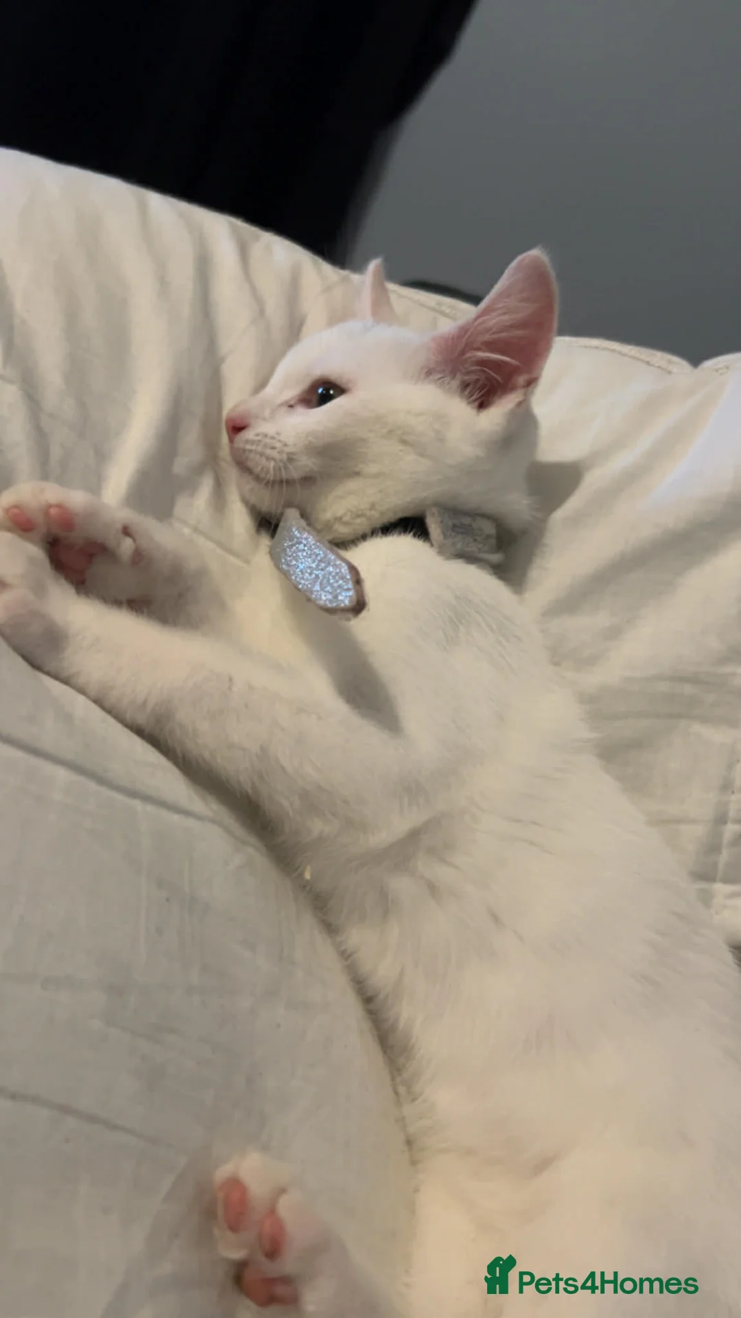 Mixed Breed cats for sale: Female Kitten - Advert 1