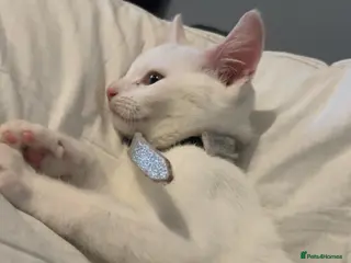 Mixed Breed cats Female Kitten - Advert 2