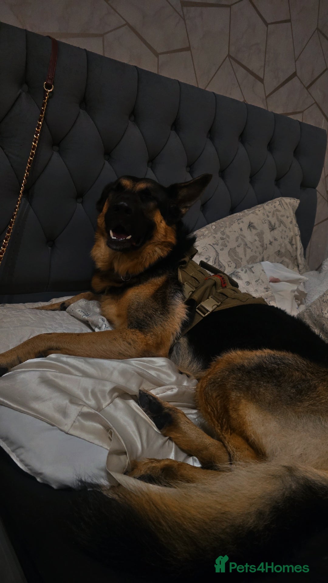 German Shepherd dogs for stud: 📣 STUD AVAILABLE – GERMAN SHEPHERD 📣 - Advert 8