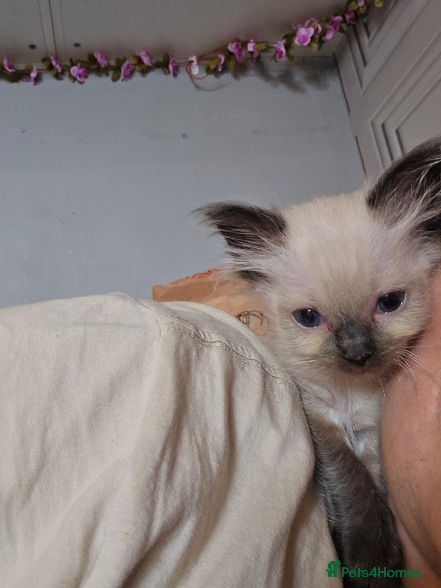 Mixed Breed cats Gorgeous half ragdolls - Advert 2
