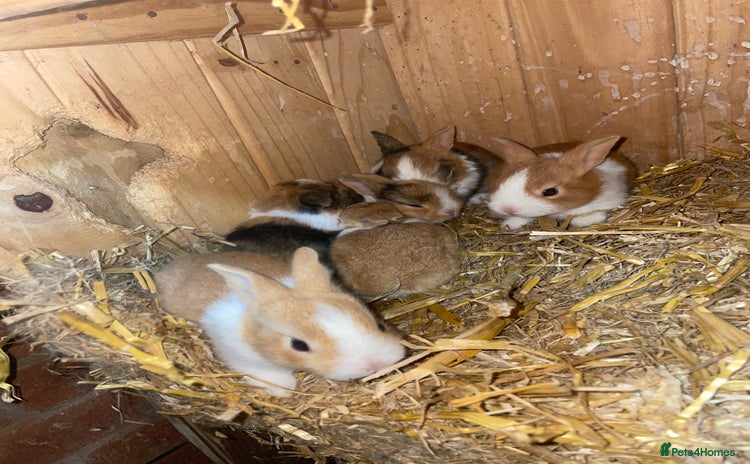 Tri Coloured Dutch rabbits - Advert 1