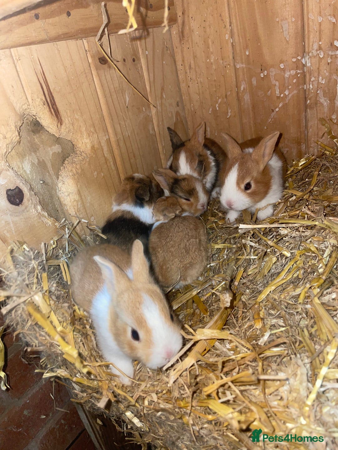 Tri Coloured Dutch rabbits for sale: 6 tricolour dutch rabbits  - Image 1