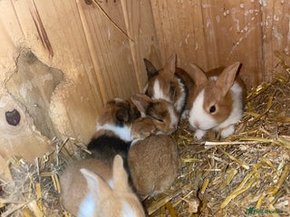 Tri Coloured Dutch rabbits - Advert 34