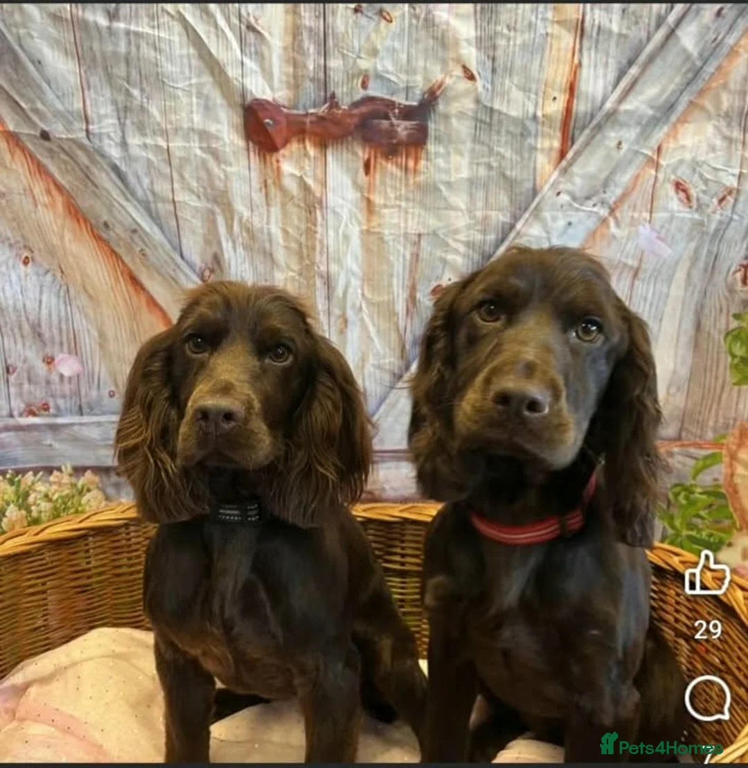 Cocker Spaniel dogs for sale: Bella and Bailey in Coleford - Advert 7