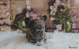 French Bulldog dogs for sale: Welcome to the Fluffy Crew 🥰 - Advert 21