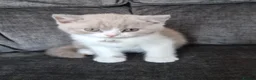 British Shorthair cats for sale: Lovely Lilac & White British Shorthair Boy Kitten in Westgate-on-Sea - Advert 11