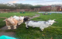 Goats livestock for sale: Loving goats looking for new pastures  - Image 2