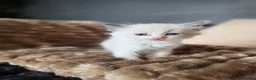 Ragdoll cats for sale: Beautiful Blue Ragdoll Kittens 2 Boys & 3 Girls - Advert 8