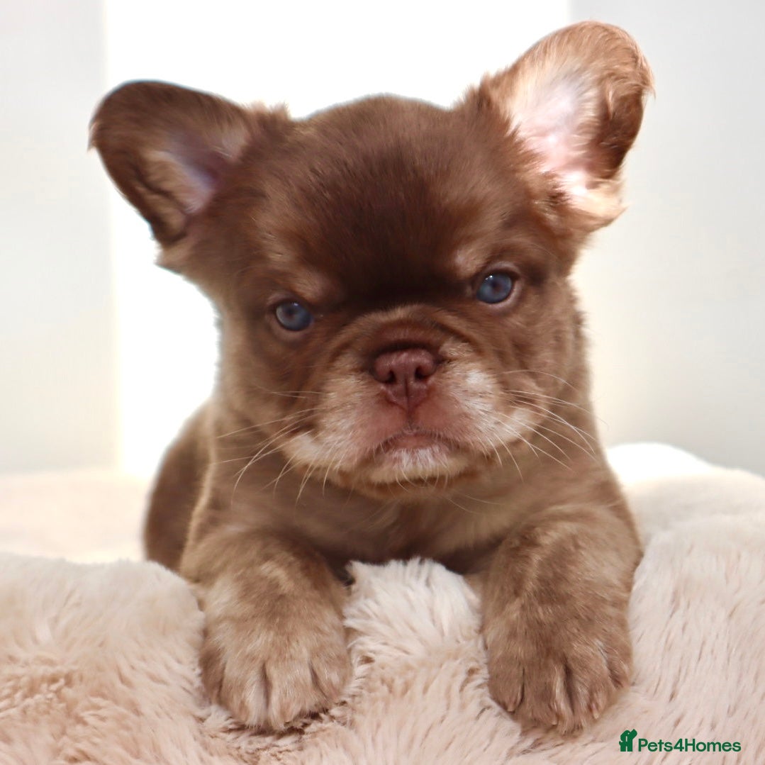 French Bulldog dogs Fluffy Frenchies - Advert 1