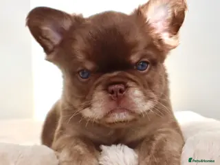 French Bulldog dogs Fluffy Frenchies - Advert 1