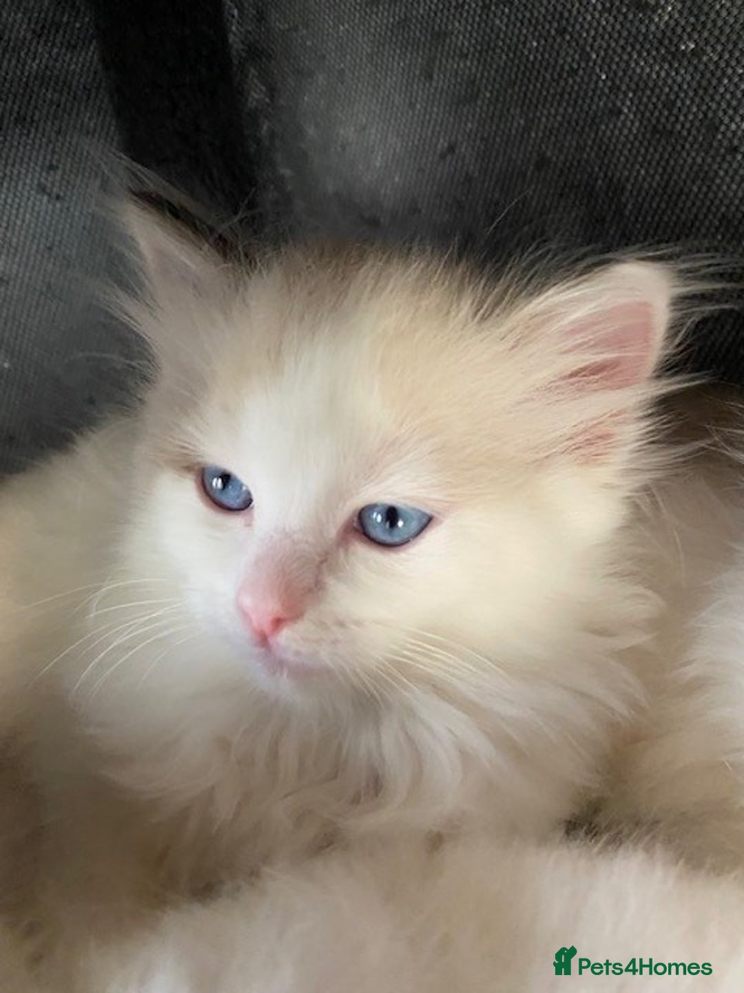 Ragdoll cats for sale: TICA REGISTERED PUREBRED RAGDOLL KITTENS AVAILABLE - Advert 16