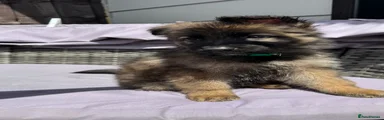 German Shepherd Puppy 6