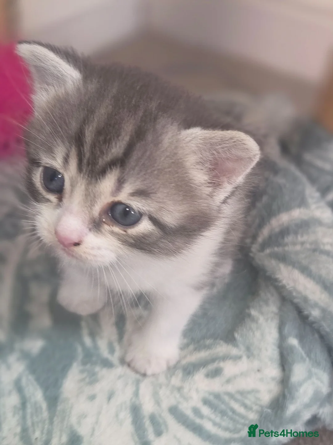 Mixed Breed cats for sale: Male kitten BSH cross in Caldicot - Advert 4
