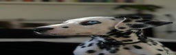 Dalmatian dogs for sale: Last Dalmatian puppy SCAR available  - Advert 3