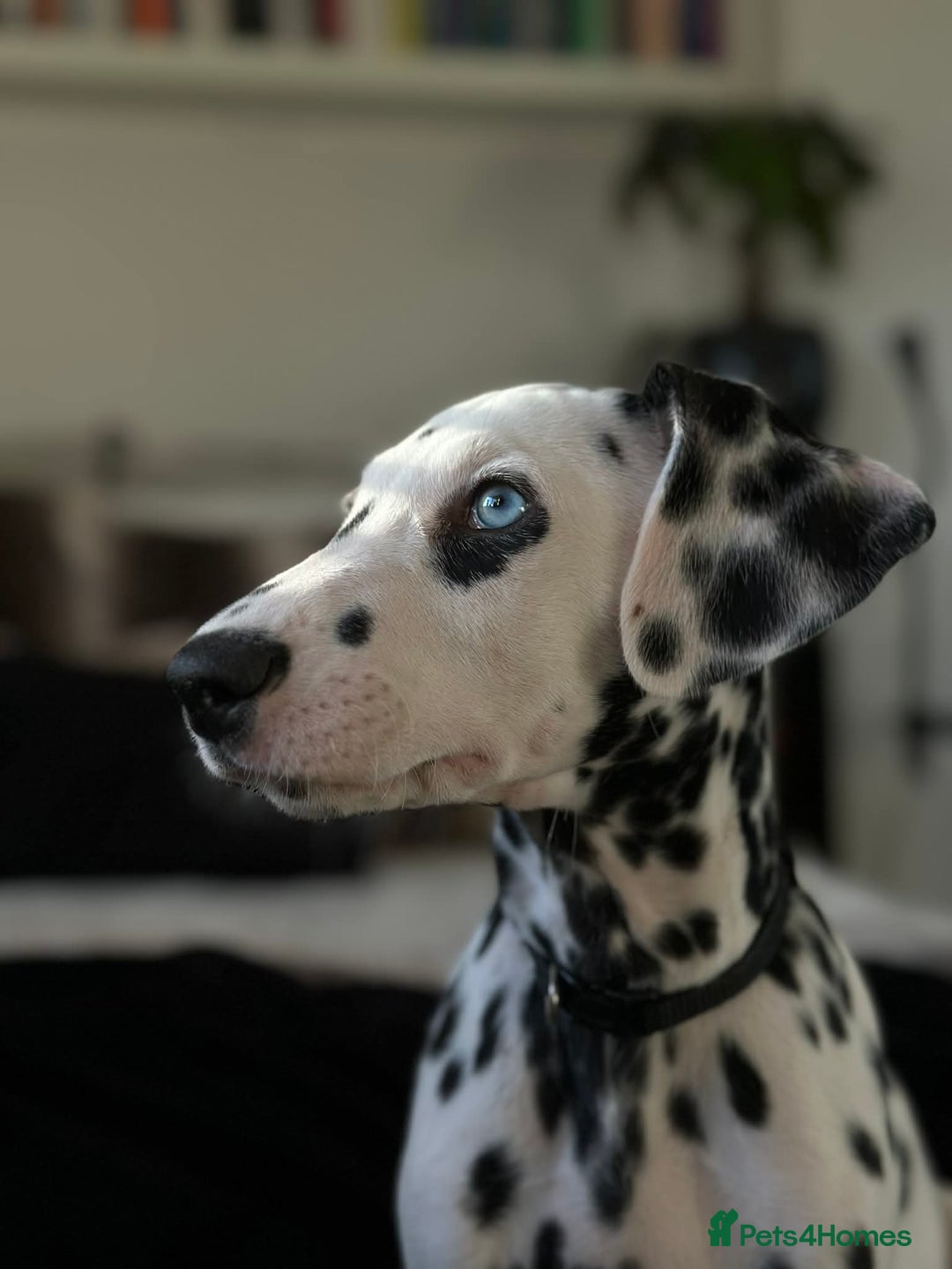 Dalmatian dogs for sale: Last Dalmatian puppy SCAR available  - Advert 3