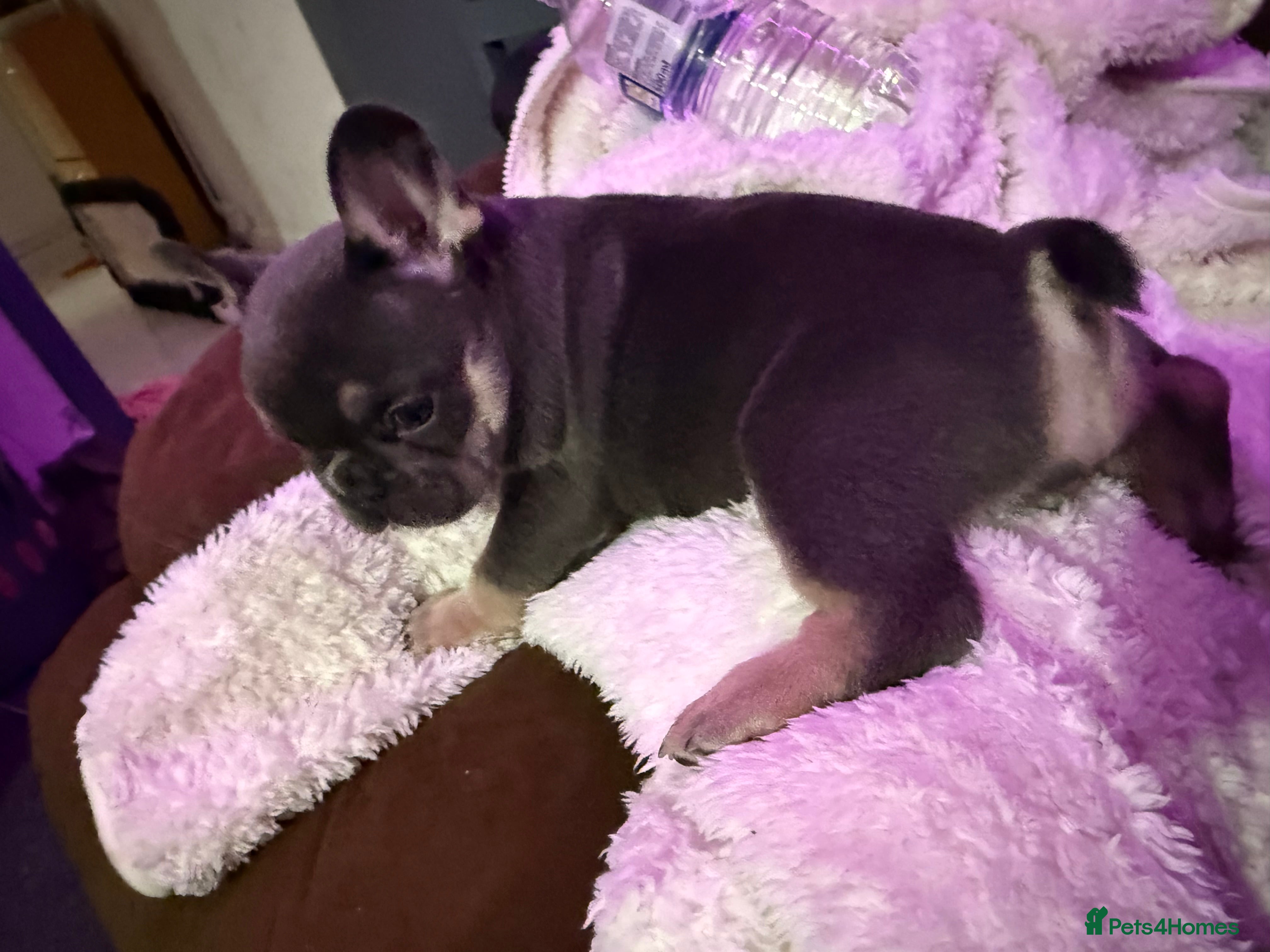 French Bulldog dogs  🐶💗💙4 PUPPY French Bulldog 🐶💖💝 - Advert 17