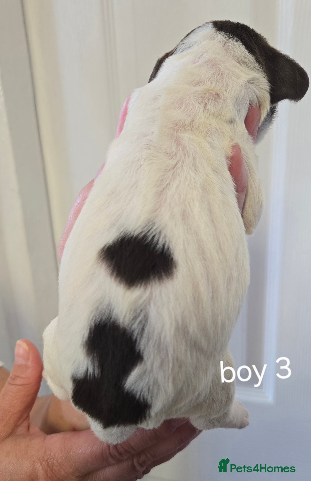 Sprocker dogs for sale: Beautiful sprocker spaniel puppies (5 left) - Image 9