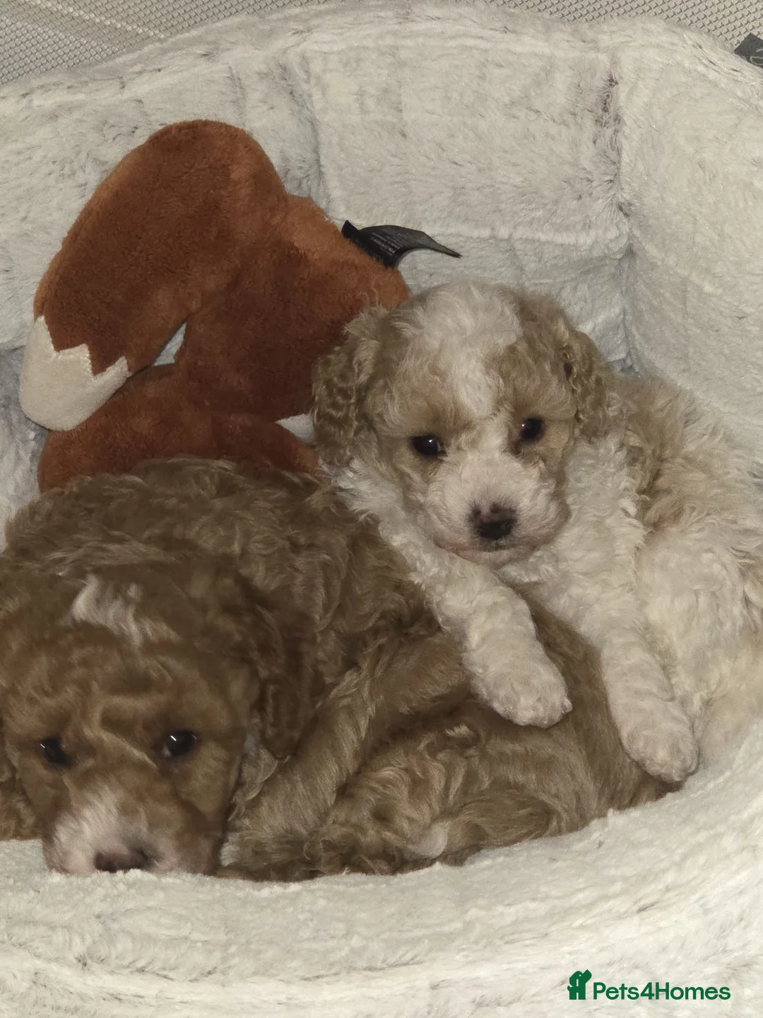 Cavapoo dogs for sale: Beautiful male Cavapoo Puppy  - Advert 1