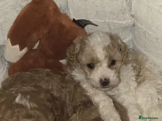 Cavapoo dogs Beautiful male Cavapoo Puppy - Advert 16